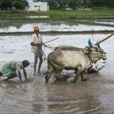 PADDYFIELD PLOUGHING