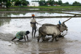 PADDYFIELD PLOUGHING BUFFOLO STYLE