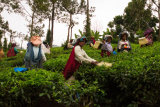 THE TEA LADIES