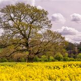 MAJESTIC OAK IN THE VALE OF BELVOIR