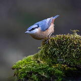 NUTHATCH ON MOSS