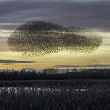 STARLINGS IN A WHALE SHAPED MURMURATION