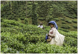 TEA LADY