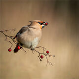 WAXWING WITH RED BERRY
