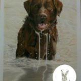 dog portrait commission coloured pencil