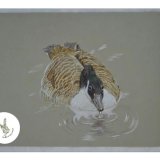(sale)canadian goose £50 p&p£2 pastel paper 9x12 high quality pencil unframed (sale)canadian goose £50 postage £2 pastel paper 9x12 high quality pencil unframed
