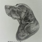 'Duke' dog portrait commission ' Duke' dog portrait commission