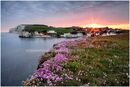 Freshwater Bay Pinks.