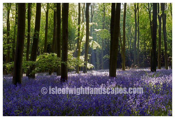 Micheldever Woods
