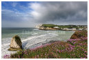 Freshwater Bay Pinks.