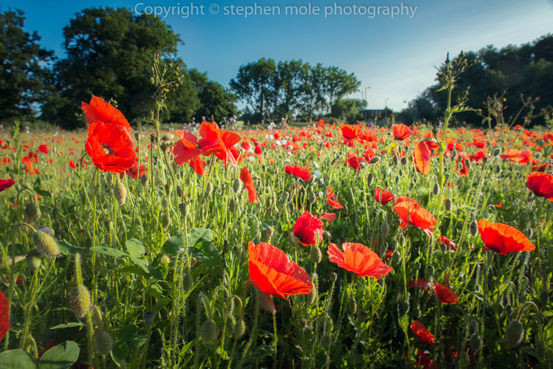 Poppy Field