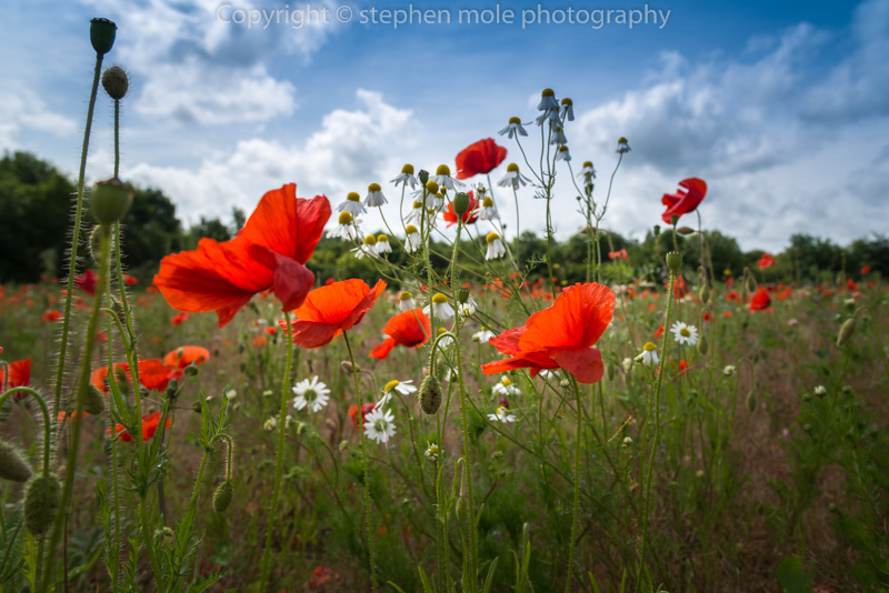 Low level Poppies
