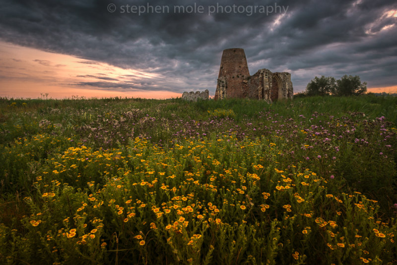 Wild Flowers and St Benet's Abbey