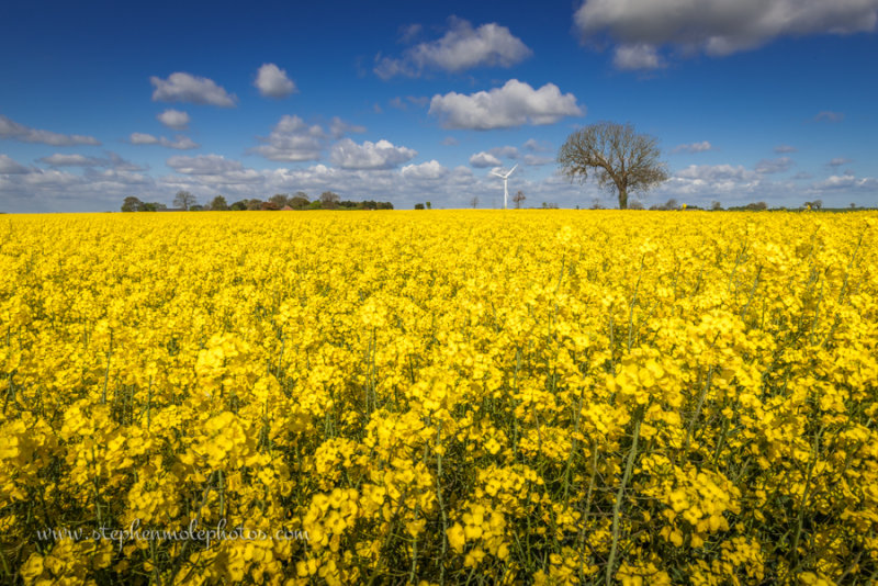 Oil Seed Rape at West Somerton in Norfolk
