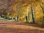 Golden Golf Course