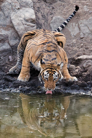 Bengal Tiger drinking