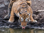 Bengal Tiger drinking