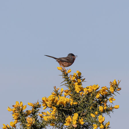 Dartford Warbler on Gorse