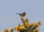 Dartford Warbler on Gorse