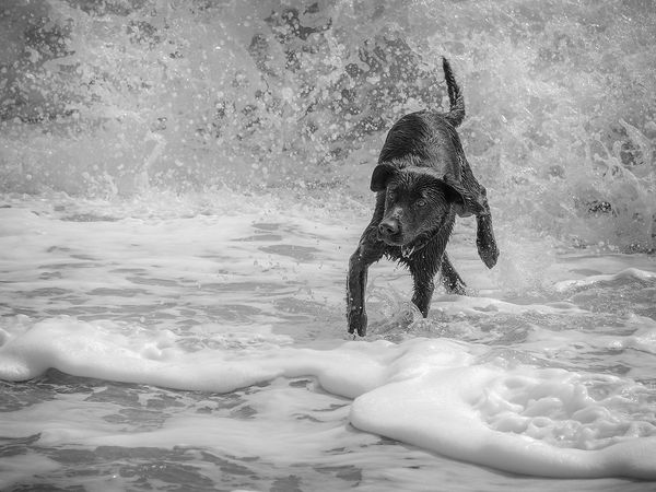 Dog Surfer