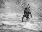 Dog Surfer