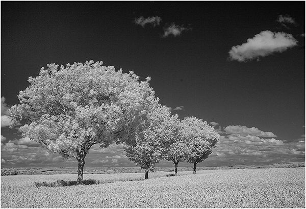 Four Trees