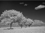 Four Trees