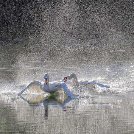 Get off my lake