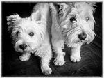 Little and Large