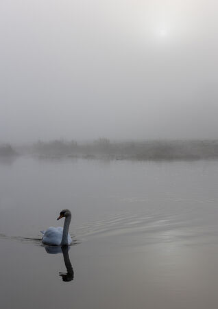 Swan Lake