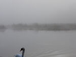 Swan Lake
