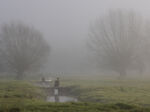 Early Morning Mist