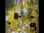 River Abstract