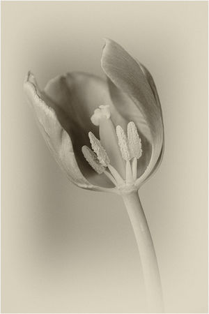 Tulip Study