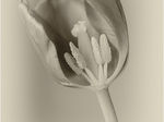 Tulip Study