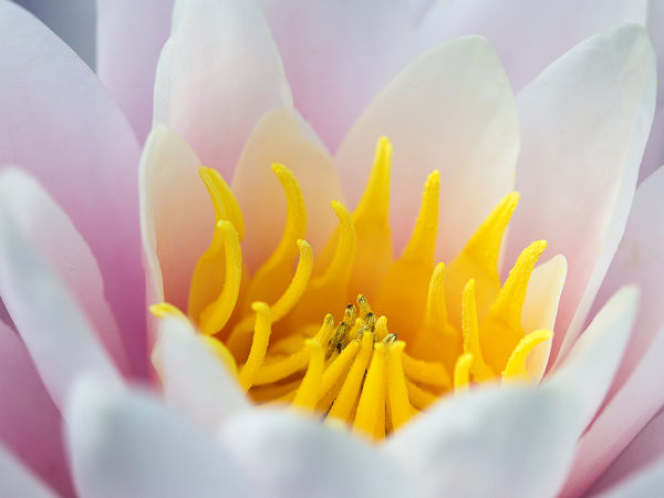Water Lily