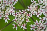 Cow Parsley