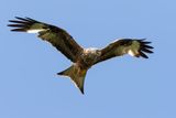 Red Kite 2