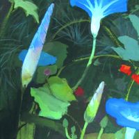 Ipomoea