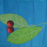 Cotoneaster 3