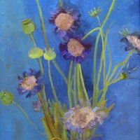 Blue Scabias