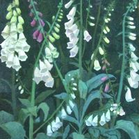 White Foxgloves SOLD