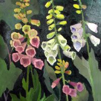 Foxgloves SOLD