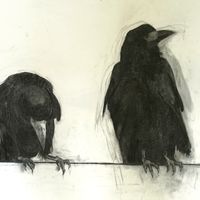 Rooks 4