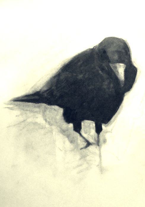 Rooks 7