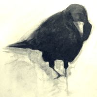 Rooks 7