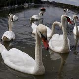 Swan Lake