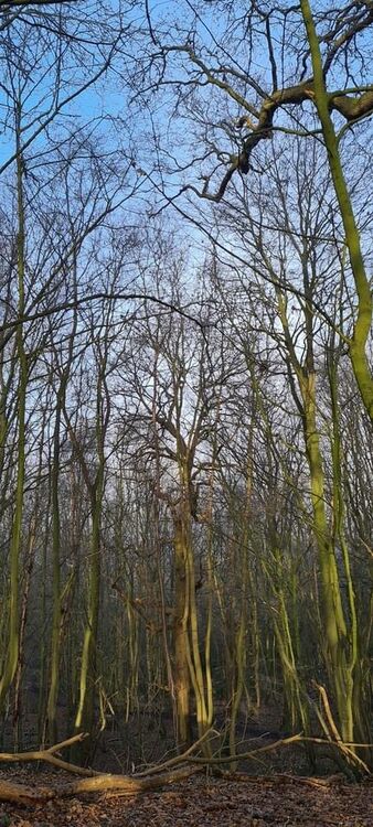 Naked Winter