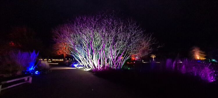 Purple Haze
