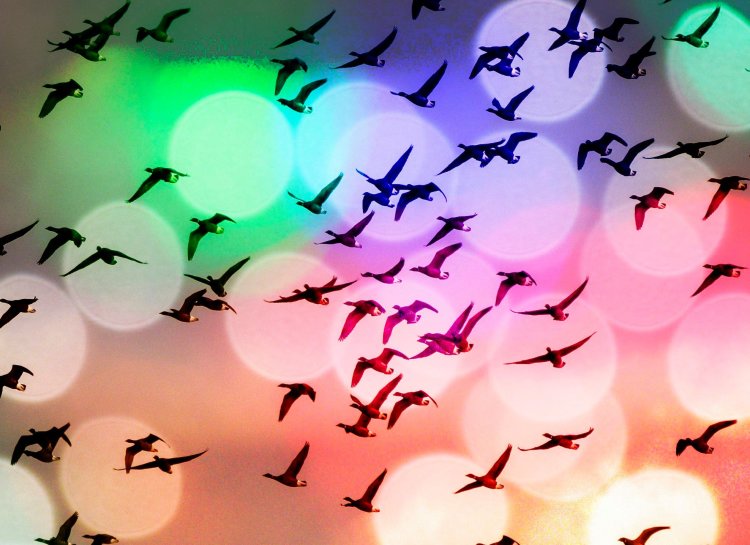 A day by the river - flight of birds